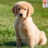 Image of Abigail, a Golden Retriever puppy