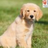 Image of Abigail, a Golden Retriever puppy