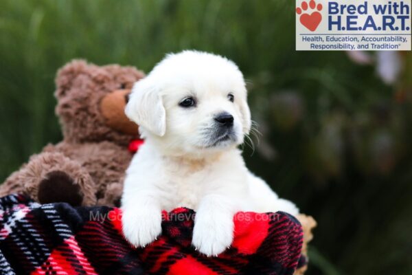 Image of Ace, a Golden Retriever puppy