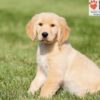 Image of Alex, a Golden Retriever puppy