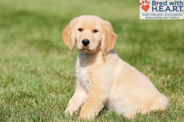 Image of Alex, a Golden Retriever puppy