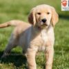 Image of Alex, a Golden Retriever puppy