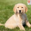 Image of Alex, a Golden Retriever puppy