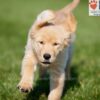 Image of Andrea, a Golden Retriever puppy