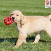 Image of Andrea, a Golden Retriever puppy