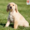 Image of Andrea, a Golden Retriever puppy