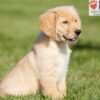 Image of Andrea, a Golden Retriever puppy