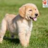 Image of Andrea, a Golden Retriever puppy