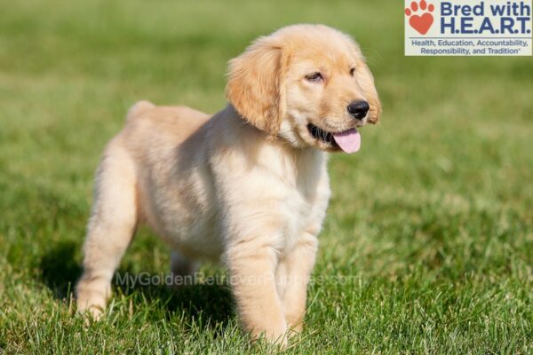 Image of Andrea, a Golden Retriever puppy