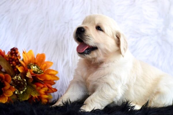 Image of Autumn, a Golden Retriever puppy