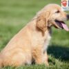 Image of Carter, a Golden Retriever puppy