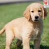 Image of Carter, a Golden Retriever puppy