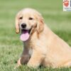 Image of Carter, a Golden Retriever puppy