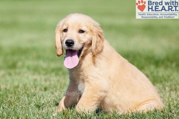 Image of Carter, a Golden Retriever puppy