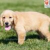 Image of Carter, a Golden Retriever puppy