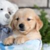 Image of Champ, a Golden Retriever puppy