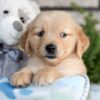 Image of Champ, a Golden Retriever puppy