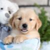 Image of Champ, a Golden Retriever puppy