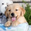 Image of Champ, a Golden Retriever puppy