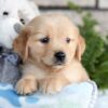 Image of Champ, a Golden Retriever puppy