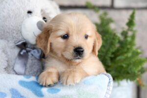 Image of Champ, a Golden Retriever puppy