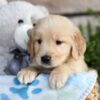 Image of Charlie, a Golden Retriever puppy