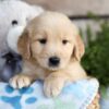 Image of Charlie, a Golden Retriever puppy