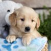 Image of Charlie, a Golden Retriever puppy