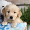 Image of Charlie, a Golden Retriever puppy