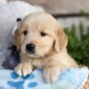 Image of Charlie, a Golden Retriever puppy