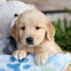 Image of Charlie, a Golden Retriever puppy