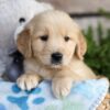 Image of Charlie, a Golden Retriever puppy