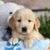 Image of Charlie, a Golden Retriever puppy