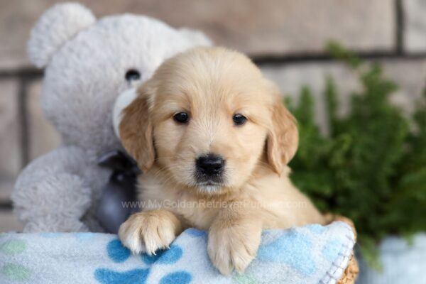 Image of Charlie, a Golden Retriever puppy