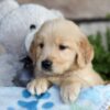 Image of Charlie, a Golden Retriever puppy