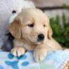 Image of Charlie, a Golden Retriever puppy