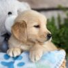 Image of Charlie, a Golden Retriever puppy