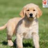 Image of Charlotte, a Golden Retriever puppy