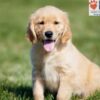 Image of Charlotte, a Golden Retriever puppy