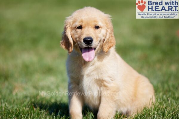 Image of Charlotte, a Golden Retriever puppy