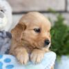 Image of Chase, a Golden Retriever puppy