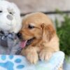 Image of Chase, a Golden Retriever puppy