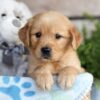 Image of Chase, a Golden Retriever puppy