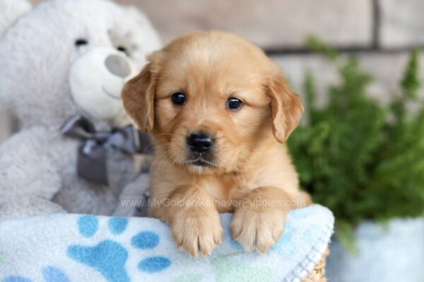 Image of Chase, a Golden Retriever puppy