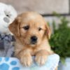 Image of Chase, a Golden Retriever puppy