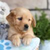 Image of Chase, a Golden Retriever puppy