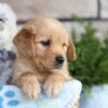 Image of Chase, a Golden Retriever puppy