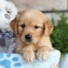 Image of Chase, a Golden Retriever puppy