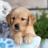 Image of Chase, a Golden Retriever puppy