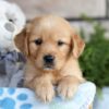 Image of Chase, a Golden Retriever puppy